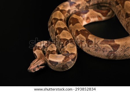 The Boa constrictors, isolated on black background
