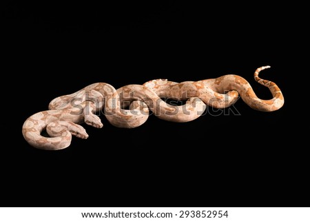 Two snakes Trimeresurus puniceus, isolated on black background