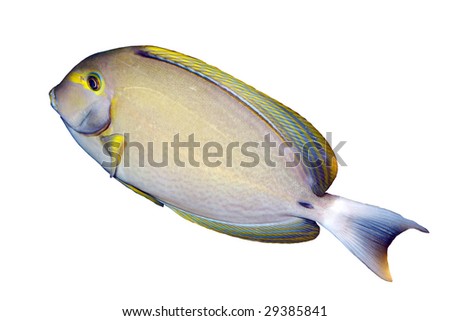 Surgeonfish isolated
