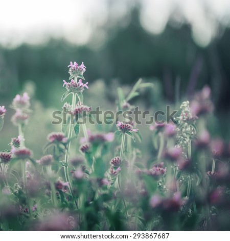 vintage meadow little soft pink flowers in field. Nature fresh background