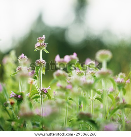 many wild meadow green plants with little lilac flowers in field in morning. Soft natural background
