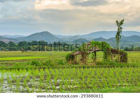 Fields - bright green field of Thailand.