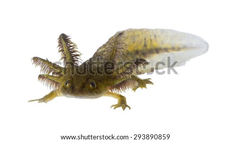 Portrait of  funny Axolotls are members of the Ambystoma tigrinum (Tiger salamander)
