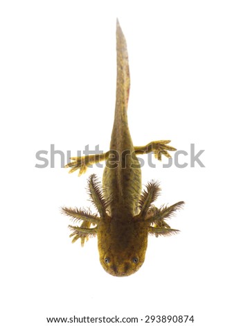 Axolotls are members of the Ambystoma tigrinum (Tiger salamander). Isolated on white background