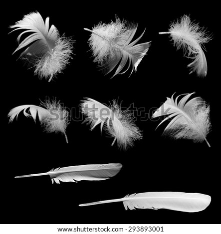 Richly detailed white feather collection on black background, black and white picture, isolated - for book cover or brochure design