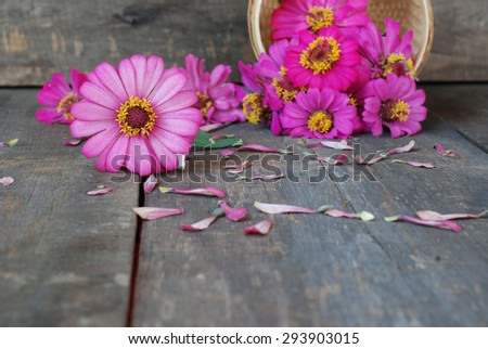 Zinnia flower on a wooden background