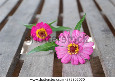 Zinnia flower on a wooden background