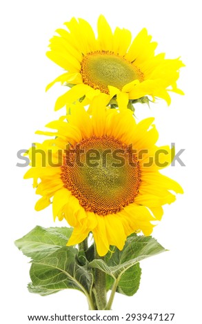 Two sunflowers isolated on a white background.