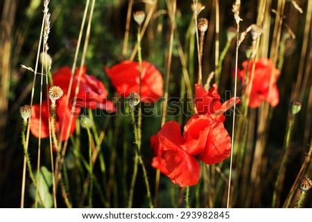 Blooming red poppies in the field use as background
