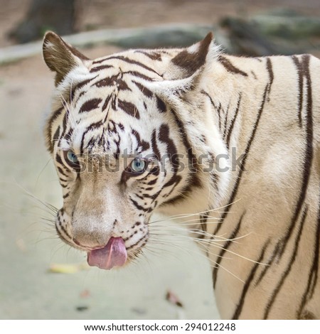 White tiger (Panthera tigris)