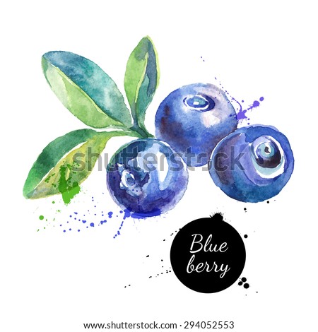 Hand drawn watercolor painting blueberry on white background. Vector illustration of berries Royalty-Free Stock Photo #294052553