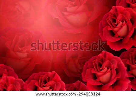 Red Rose background.