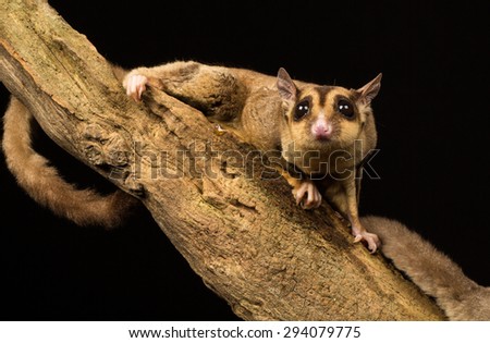 Sugar glider on a branch isolated on a black background