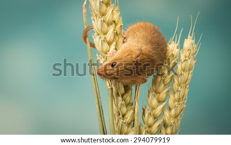 A little cute harvest mouse climbing on wheat isolated on a pastel background