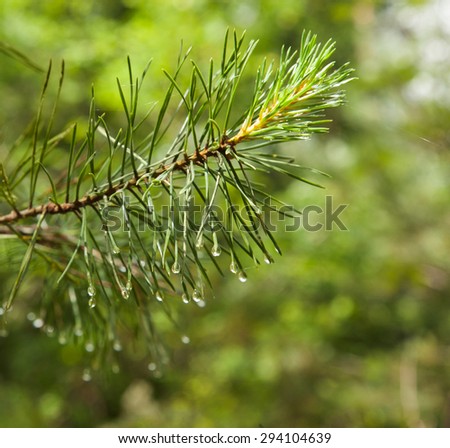 Pine branch close up after rain on blurred colorful background forest. Raindrops on pine needles