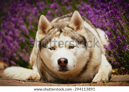 Grey dog lying on the footpath. Flowering lavender in the background. Portrait of a Siberian Husky.