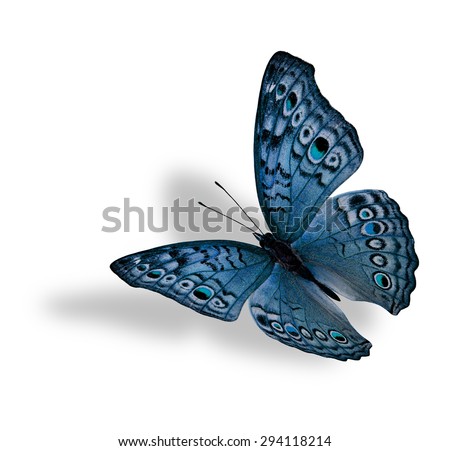 The beautiful flying light blue butterfly (Junonia atlites ) isolated on white background with soft shadow beneath
