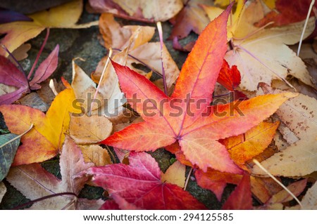 Leaves in various autumnal colors; Fall foliage