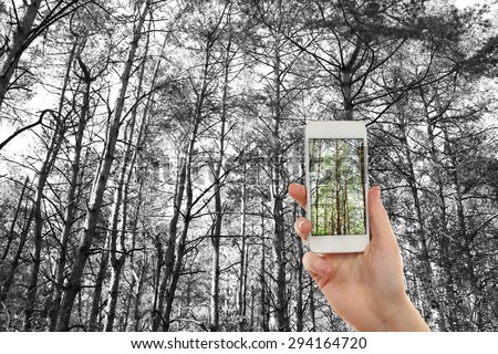 Hand taking photo of tree in forest by smartphone