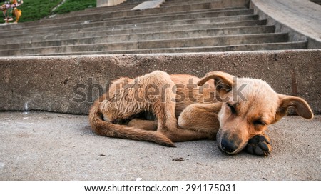 Young stray dog sleeping Royalty-Free Stock Photo #294175031