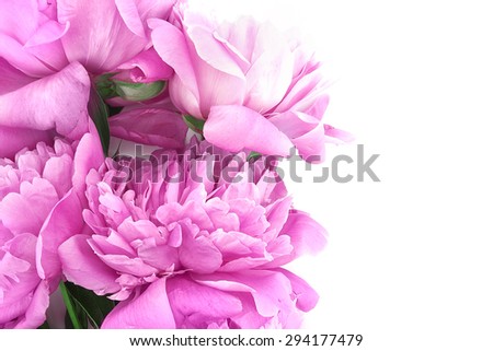 Pink peony flower isolated on white background with copy space for greeting message. Mother's Day background concept
