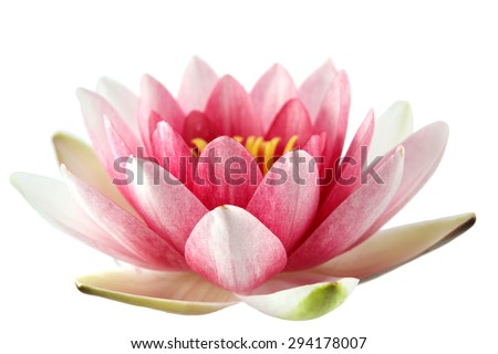 Lotus flower isolated on white Royalty-Free Stock Photo #294178007