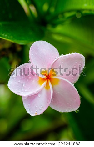 Close up Pink Plumeria flowers or Frangipani for background