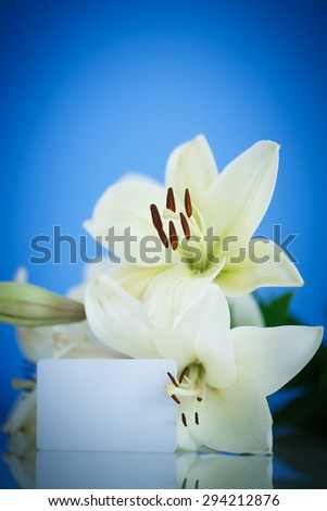 Beautiful white lily close-up on a blue background
