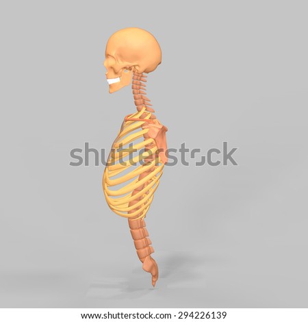 human skeleton anatomy