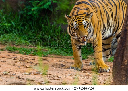 bengal tiger standing with green background