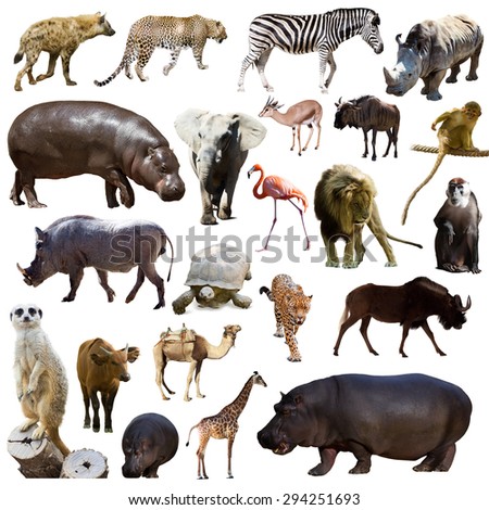 Set of hippopotamus  and other African animals. Isolated over white