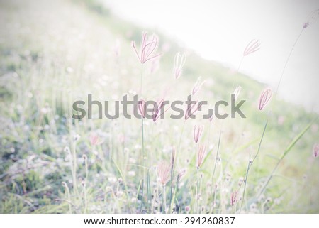 vintage picture of a meadow with yellow flowers in tropical countries,in Thailand