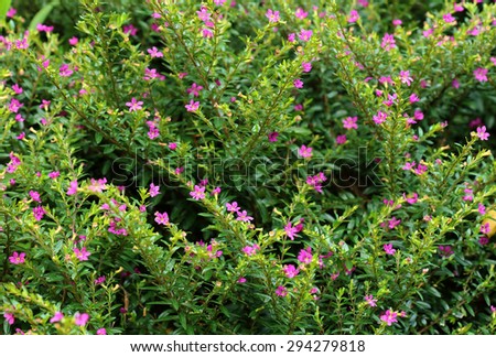 Cuphea hyssopifolia Royalty-Free Stock Photo #294279818