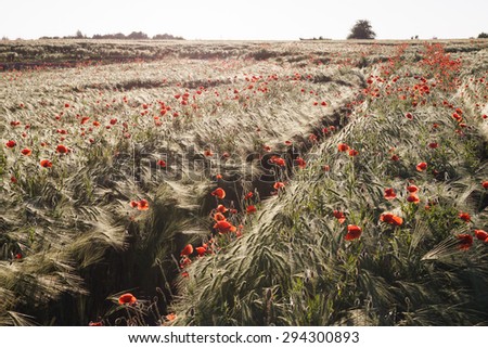 red poppy flowers meadow, vintage style photo. Selective focus.