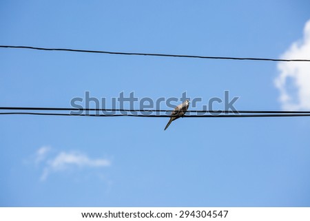 Lonely zebra dove on black cable on blue sky background