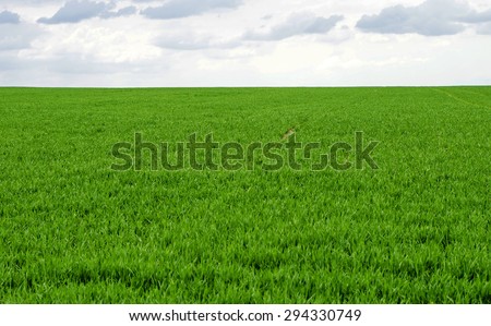 Landscape - Green wheat field against the sky with clouds