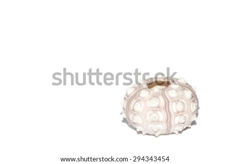 Sputnik Sea Urchin