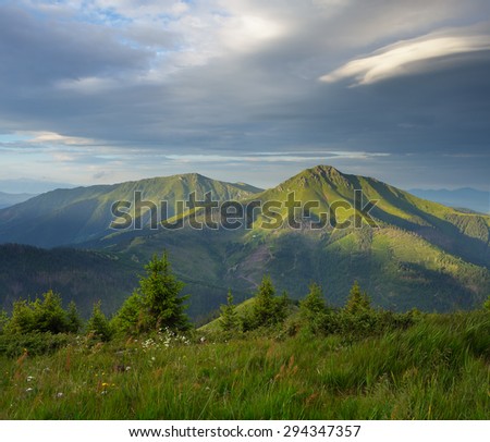 Fir forest on the slope. Mountain landscape in the summer. The sky with beautiful clouds. View of the Romanian mountains with Ukrainian side