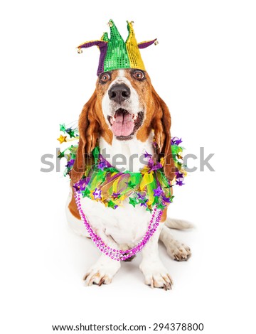 Funny photo of a happy and smiling Basset Hound dog wearing a jester hat, neck garland and bead necklace