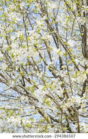 White magnolia blossom