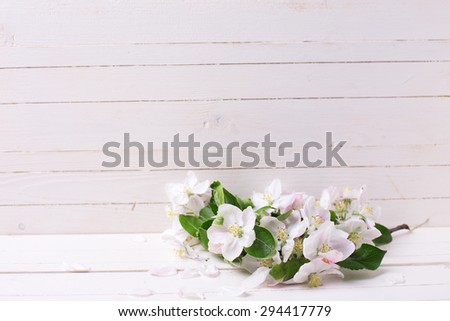 Tender apple blossom  on white painted wooden  planks. Selective focus.Place for text.
