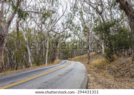 Eucalyptus trees /forest along the rugged Big Sur coastline, near Cambria, CA. on the California Central Coast.
