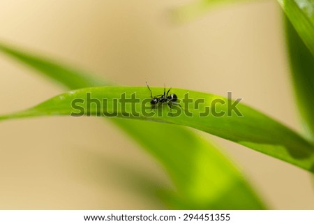 A black ant wondering around on a leaf.