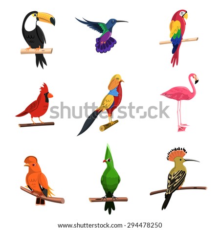 Exotic birds set with toucan parrot and flamingo isolated vector illustration