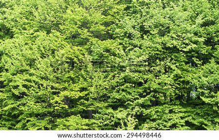 Texture - green leaves of forest trees