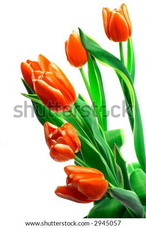Beautiful tulips on a white background. See other my photos of tulips in my portfolio.