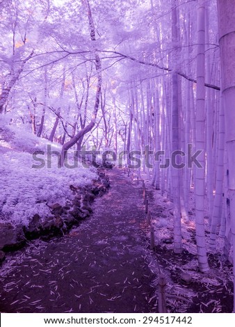Park Path. Tokyo, Japan. The photo is extended infrared, all light is captured with a specially altered camera and is invisible to the human eye giving an ethereal quality.