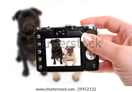 Black and Fawn colored Pugs posing for the camera on a white background focus on black dog's face