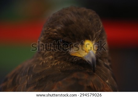 eye,brown eagle head ,Steppe Eagle, Aquila nipalensis, sitting in the grass on meadow, forest in background