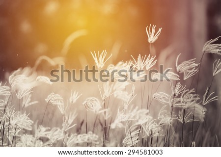 natural grass flower background.. Vintage filter